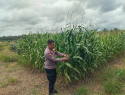 Polsek Kandis Cek Perkembangan Jagung Pipil di Lahan PT KPAK, Dukung Program Ketahanan Pangan Nasional