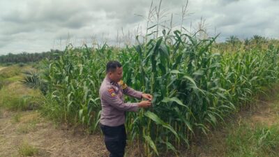 Polsek Kandis Cek Perkembangan Jagung Pipil di Lahan PT KPAK, Dukung Program Ketahanan Pangan Nasional