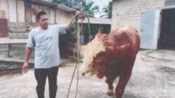 Desa Empang Benao Terima Sapi Kurban Bantuan Presiden Prabowo Seberat 826 Kg