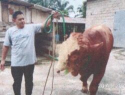 Desa Empang Benao Terima Sapi Kurban Bantuan Presiden Prabowo Seberat 826 Kg