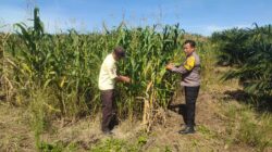 Polsek Kandis Cek Perkembangan Jagung Pipil di Lahan PT KPAK, Dukung Ketahanan Pangan Nasional
