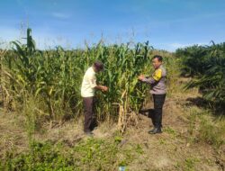 Polsek Kandis Cek Perkembangan Jagung Pipil di Lahan PT KPAK, Dukung Ketahanan Pangan Nasional