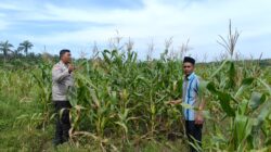 Dukung Ketahanan Pangan Nasional, Polsek Kandis Cek Lahan Jagung Pipil Kelompok Tani Ayu Makmur