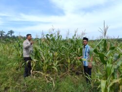 Dukung Ketahanan Pangan Nasional, Polsek Kandis Cek Lahan Jagung Pipil Kelompok Tani Ayu Makmur