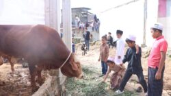 Rayakan Idul Adha 1447 H, Wakil Bupati Dairi Serahkan Bantuan Sapi Presiden Prabowo di Masjid Istiqomah Gunung Sitember