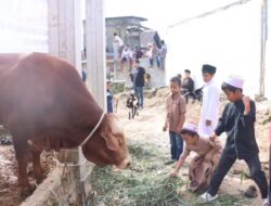 Rayakan Idul Adha 1447 H, Wakil Bupati Dairi Serahkan Bantuan Sapi Presiden Prabowo di Masjid Istiqomah Gunung Sitember