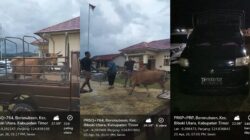 Kasus Dugaan Pencurian Sapi Belum Tuntas, Masyarakat Pertanyakan Status Barang Bukti di Polsek Lurasik