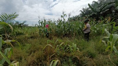 Dukung Ketahanan Pangan Nasional, Polsek Kandis Cek Perkembangan Jagung Pipil di Kampung Jambai Makmur