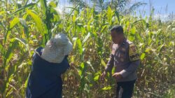 Polsek Kandis Lakukan Pengecekan Lahan Jagung Tumpang Sari PT KPAK, Dukung Program Ketahanan Pangan Nasional