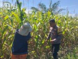 Polsek Kandis Lakukan Pengecekan Lahan Jagung Tumpang Sari PT KPAK, Dukung Program Ketahanan Pangan Nasional