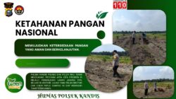 15 Hektare Siap Tanam! Polsek Kandis dan Kelompok Tani Bersinergi Wujudkan Ketahanan Pangan