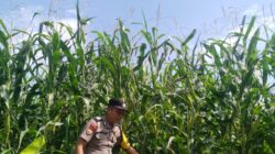 Sinergi Polri dan Petani, Polsek Kandis Kawal Pertumbuhan Jagung Tumpang Sari di Siak