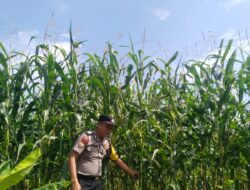 Sinergi Polri dan Petani, Polsek Kandis Kawal Pertumbuhan Jagung Tumpang Sari di Siak
