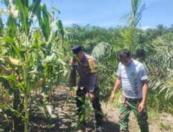 Menuju Panen Raya! Perkembangan Jagung Tumpang Sari di PT KPAK Dipantau Polsek Kandis