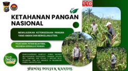 Polri Hadir untuk Petani, Bhabinkamtibmas Kandis Cek Perkembangan Jagung Pipil Seluas 2 Hektare