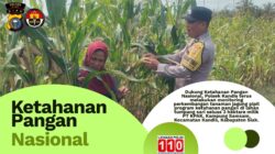 “Jelang Panen Akhir Juni, Polsek Kandis Pantau Jagung Tumpang Sari 3 Hektare di Lahan PT KPAK”
