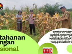 Jelang Panen, Polsek Kandis Pantau Perkembangan Jagung Pipil Kelompok Tani Arihta Jaya