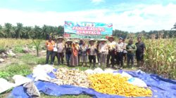 Panen Jagung 5 Hektare di Libo Jaya, Polsek Kandis Dukung Program Ketahanan Pangan Nasional
