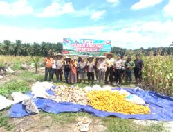 Panen Jagung 5 Hektare di Libo Jaya, Polsek Kandis Dukung Program Ketahanan Pangan Nasional