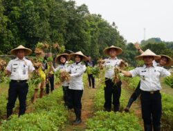 Dukung Program Ketahanan Pangan, Rutan Kelas I Tangerang Panen Kacang Tanah dan Cabai Bersama Warga Binaan