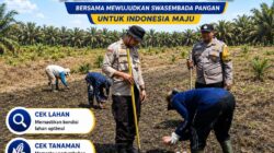 Dari Kandis untuk Indonesia: Polsek Kandis Tancap Gas Garap 15 Hektare Jagung Demi Ketahanan Pangan Nasional