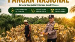 Panen Tinggal Menghitung Hari! Polsek Kandis Terus Pantau Jagung Tumpang Sari di Lahan PT KPAK