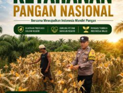 Panen Tinggal Menghitung Hari! Polsek Kandis Terus Pantau Jagung Tumpang Sari di Lahan PT KPAK