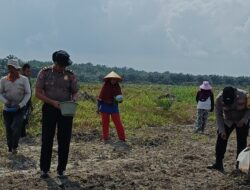 “Polsek Kandis Tancap Gas! Tanam Jagung 12 Hektare, Perkuat Ketahanan Pangan Nasional”