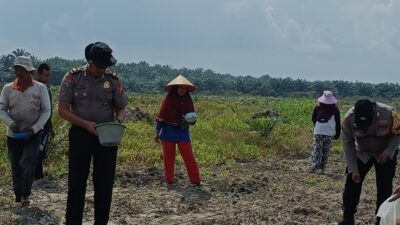 “Polsek Kandis Tancap Gas! Tanam Jagung 12 Hektare, Perkuat Ketahanan Pangan Nasional”