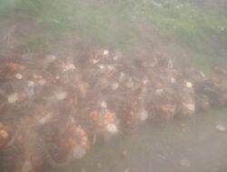 Diduga Jaring Permasalahan Tata Kelola Industri Kelapa Sawit, PT Perkebunan Nusantara IV Regional II Kebun Air Batu