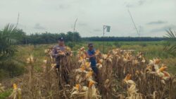 “Jelang Panen, Polsek Kandis Intensif Pantau Jagung Tumpang Sari di Lahan PT KPAK Demi Dukung Ketahanan Pangan Nasional.”