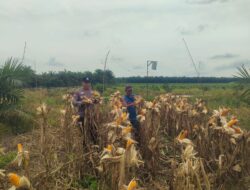 “Jelang Panen, Polsek Kandis Intensif Pantau Jagung Tumpang Sari di Lahan PT KPAK Demi Dukung Ketahanan Pangan Nasional.”