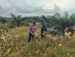 Jelang Panen, Polsek Kandis Intensif Pantau Jagung Tumpang Sari untuk Dukung Ketahanan Pangan Nasional