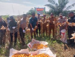 Polsek Kandis Panen Raya Jagung 3 Ton, Wujud Nyata Dukung Program Ketahanan Pangan Nasional