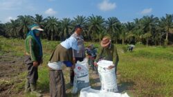 Polsek Kandis Laksanakan Pemupukan Jagung 15 Hektare, Wujud Nyata Dukungan Ketahanan Pangan Nasional