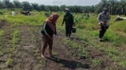Polisi Cinta Petani, Polsek Kandis Intensif Rawat Jagung untuk Masa Depan Pangan Indonesia