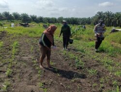 Polisi Cinta Petani, Polsek Kandis Intensif Rawat Jagung untuk Masa Depan Pangan Indonesia