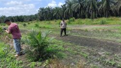 Polri untuk Ketahanan Pangan, Polsek Kandis Tinjau Pertumbuhan Jagung Bersama Kelompok Tani