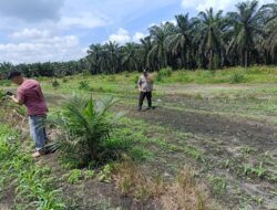 Polri untuk Ketahanan Pangan, Polsek Kandis Tinjau Pertumbuhan Jagung Bersama Kelompok Tani