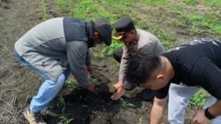 Kapolsek Kandis Dampingi Tim SDM Polda Riau Tinjau Lahan Jagung 12 Hektare di Kandis