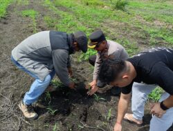 Kapolsek Kandis Dampingi Tim SDM Polda Riau Tinjau Lahan Jagung 12 Hektare di Kandis