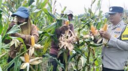 Sinergi Polri dan Petani Berbuah Manis, Polsek Kandis Panen Raya Jagung 2 Ton