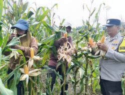 Sinergi Polri dan Petani Berbuah Manis, Polsek Kandis Panen Raya Jagung 2 Ton