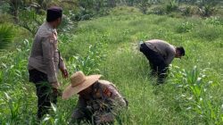 Polsek Kandis Dampingi Penyemprotan Gulma, Kapolsek Turun Langsung Rawat Jagung Program Ketahanan Pangan