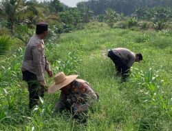 Polsek Kandis Dampingi Penyemprotan Gulma, Kapolsek Turun Langsung Rawat Jagung Program Ketahanan Pangan