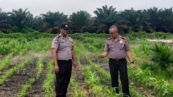 Polri Hadir untuk Petani! Polsek Kandis Kawal Jagung 12 Hektare Demi Wujudkan Swasembada Pangan Nasional