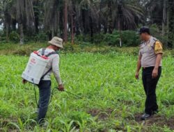 Dari Desa untuk Negeri, Bhabinkamtibmas Merawat Tanaman Jagung Bersama Petani Kandis