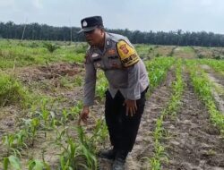 Jaga Produktivitas Pertanian, Polsek Kandis Rutin Cek Perkembangan Jagung Pipil