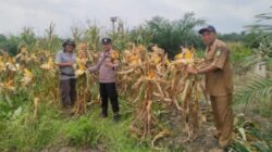 Berikut Tahapan Penting dalam Budidaya Tanaman Jagung, Polsek Kandis Ekstra Lakukan Pendampingan