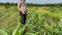 Kapolsek Kandis Turun Bersama Petani, Rawat Tanaman untuk Menjaga Ketahanan Pangan